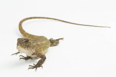 Oryantal bahçe kertenkelesi beyaz arkaplanda izole edilmiş versicolor Calotes