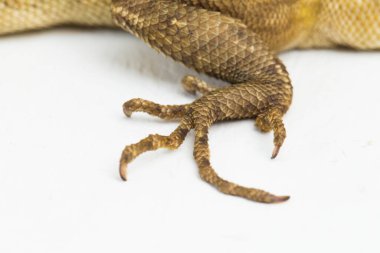 Oryantal bahçe kertenkelesi beyaz arkaplanda izole edilmiş versicolor Calotes