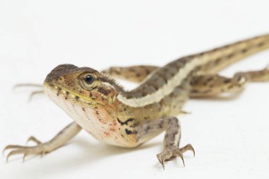 Oryantal bahçe kertenkelesi beyaz arkaplanda izole edilmiş versicolor Calotes