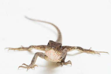 Oryantal bahçe kertenkelesi beyaz arkaplanda izole edilmiş versicolor Calotes