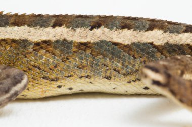 Oryantal bahçe kertenkelesi beyaz arkaplanda izole edilmiş versicolor Calotes