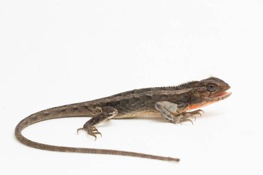 Oryantal bahçe kertenkelesi beyaz arkaplanda izole edilmiş versicolor Calotes