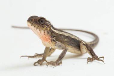 Oryantal bahçe kertenkelesi beyaz arkaplanda izole edilmiş versicolor Calotes