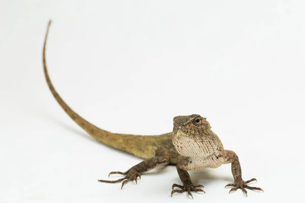 Lagarto Jardim Oriental Calotes Versicolor Isolado Fundo Branco — Fotografia de Stock