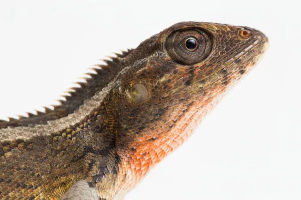 Lagarto Jardim Oriental Calotes Versicolor Isolado Fundo Branco — Fotografia de Stock