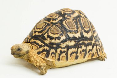 Leopar Kaplumbağa Geochelone pardalis beyaz arkaplanda izole edilmiştir.