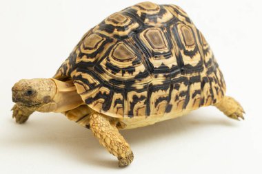 Leopar Kaplumbağa Geochelone pardalis beyaz arkaplanda izole edilmiştir.