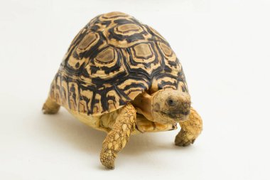 Leopar Kaplumbağa Geochelone pardalis beyaz arkaplanda izole edilmiştir.