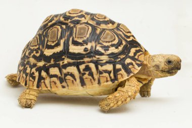 Leopar Kaplumbağa Geochelone pardalis beyaz arkaplanda izole edilmiştir.