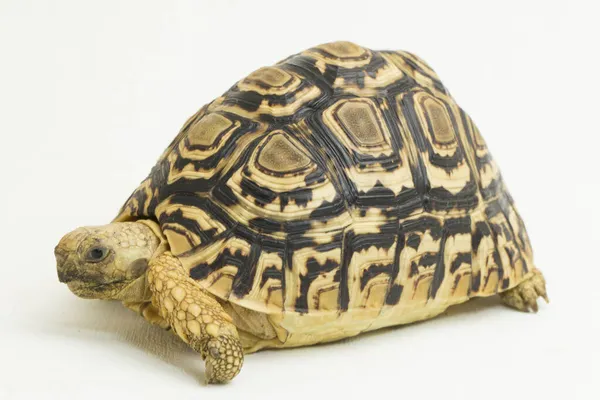 Luipaardschildpad Geochelone Pardalis Geïsoleerd Witte Achtergrond — Stockfoto