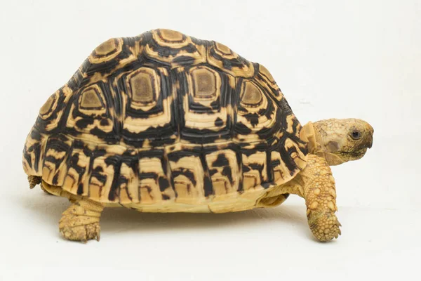 Tortoise Geochelone Pardalis 격리흰 — 스톡 사진