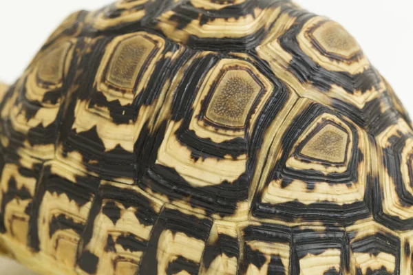 Tortuga Leopardo Geochelone Pardalis Aislada Sobre Fondo Blanco —  Fotos de Stock