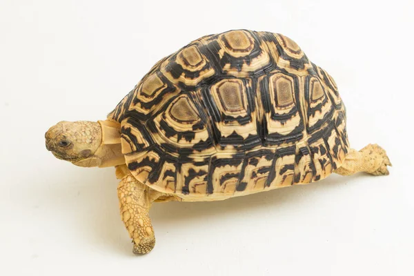 Tortue Léopard Geochelone Pardalis Isolé Sur Fond Blanc — Photo