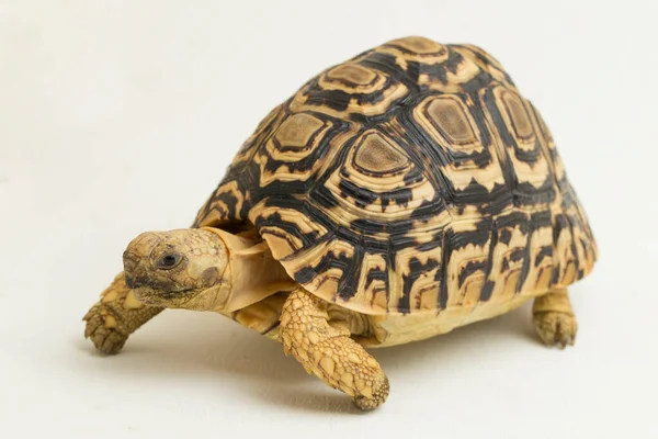 Tortoise Geochelone Pardalis 격리흰 — 스톡 사진