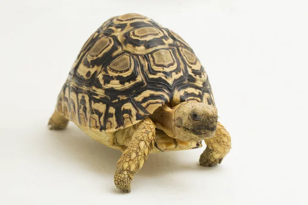 Tortoise Geochelone Pardalis 격리흰 — 스톡 사진