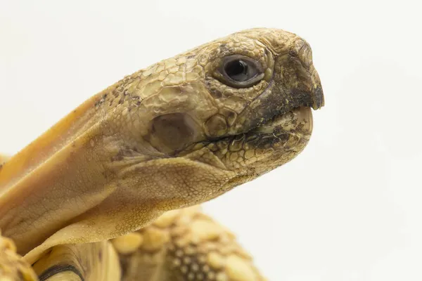 Leopar Kaplumbağa Geochelone Pardalis Beyaz Arkaplanda Izole Edilmiştir — Stok fotoğraf