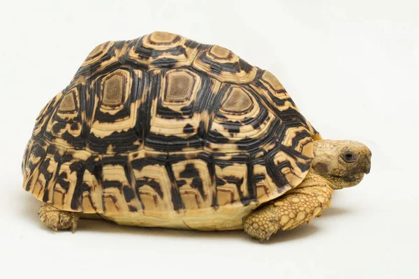 Tortoise Geochelone Pardalis 격리흰 — 스톡 사진