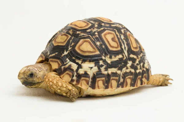 Leopard Sköldpadda Geochelone Pardalis Isolerad Vit Bakgrund — Stockfoto