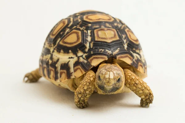 Tortuga Leopardo Geochelone Pardalis Aislada Sobre Fondo Blanco — Foto de Stock