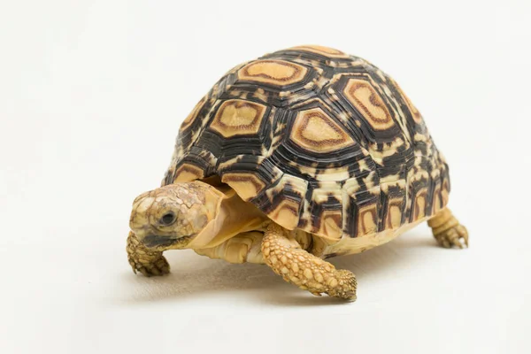 Tortoise Geochelone Pardalis 격리흰 — 스톡 사진