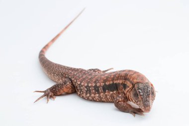 Kırmızı tegu kertenkele salvator rufescens beyaz arka planda izole