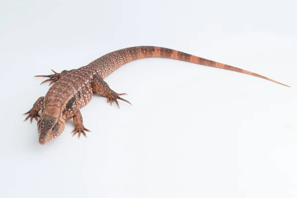 Rode Tegu Hagedis Salvator Rufescens Geïsoleerd Witte Achtergrond — Stockfoto