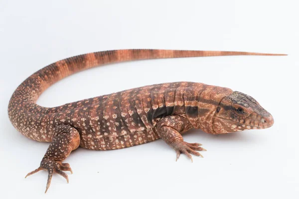 Die Rote Tegu Eidechse Salvator Rufescens Isoliert Auf Weißem Hintergrund — Stockfoto