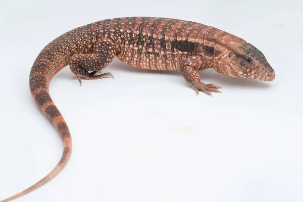 Lagarto Tegu Rojo Salvator Rufescens Aislado Sobre Fondo Blanco —  Fotos de Stock