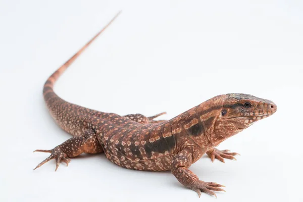 Rode Tegu Hagedis Salvator Rufescens Geïsoleerd Witte Achtergrond — Stockfoto