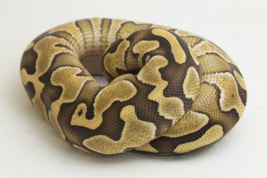 Küçük top piton rejimi beyaz arkaplanda izole edildi