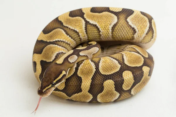 Bola Menor Python Regius Isolado Fundo Branco — Fotografia de Stock