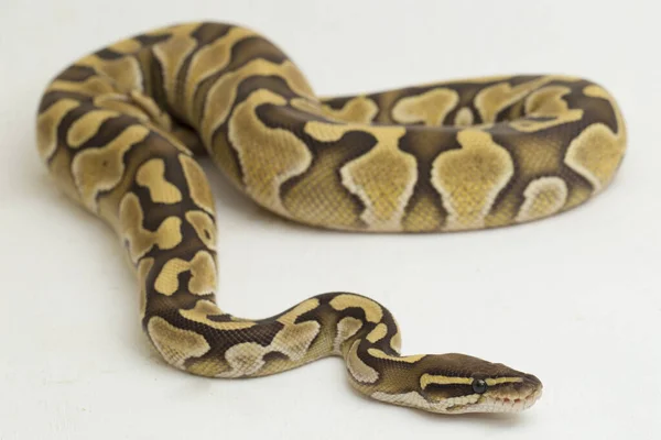 Kisebb Labda Python Regius Elszigetelt Fehér Háttér — Stock Fotó