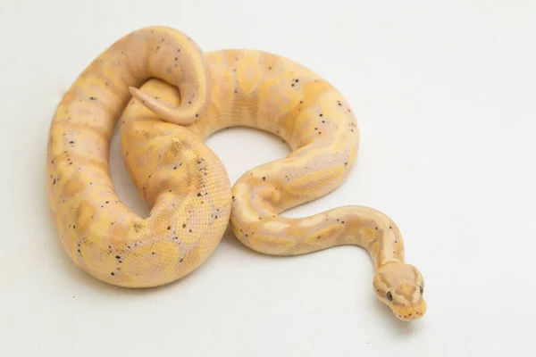 Banane Super Pastell Ball Python Regius Isoliert Auf Weißem Hintergrund — Stockfoto