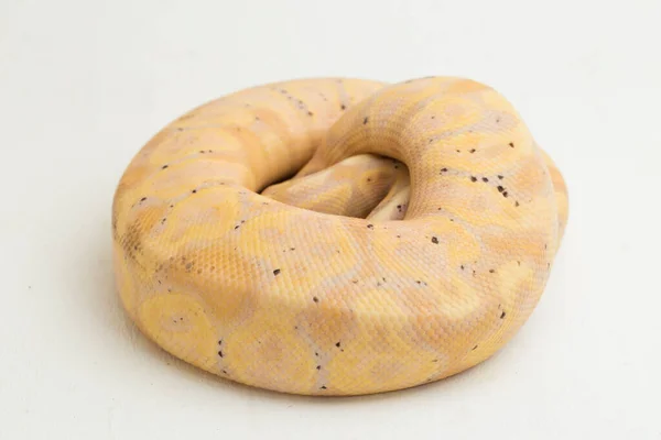 Banana Super Pastel Bola Python Regius Aislado Sobre Fondo Blanco — Foto de Stock