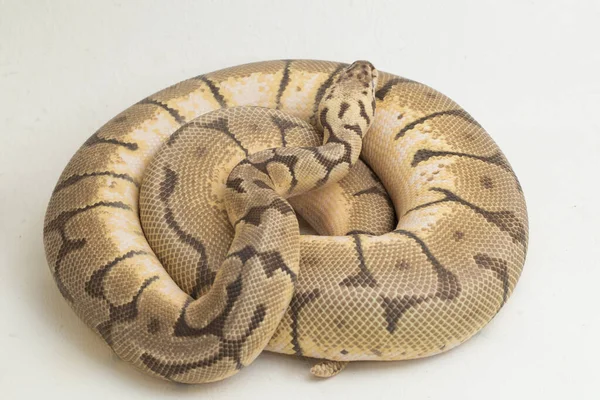 白色背景下分离出的大黄蜂球蟒蛇 — 图库照片