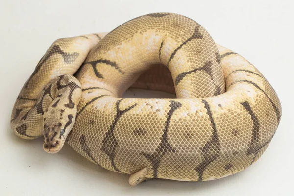 Poszméhgolyó Python Regius Elszigetelt Fehér Háttér — Stock Fotó