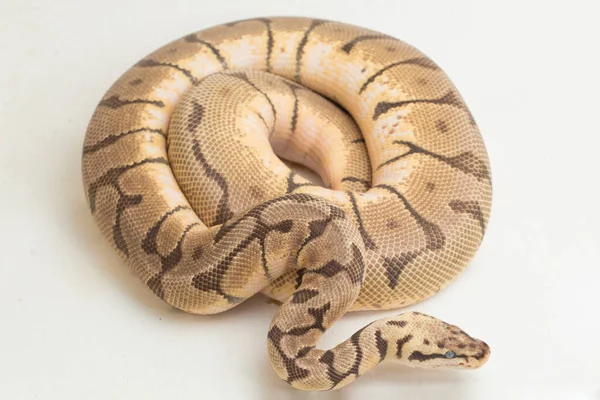 Hummelkugel Python Regius Isoliert Auf Weißem Hintergrund — Stockfoto