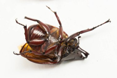 Gergedan böcekleri Xylotrupes australicus 'u beyaz arkaplanda izole eder