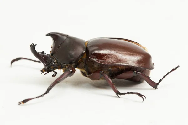 犀牛甲虫 Rhinoceros Beetles Xylotrupes Australicus 在白色背景下被分离 — 图库照片
