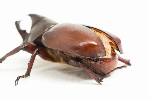 Gergedan Böcekleri Xylotrupes Australicus Beyaz Arkaplanda Izole Eder — Stok fotoğraf