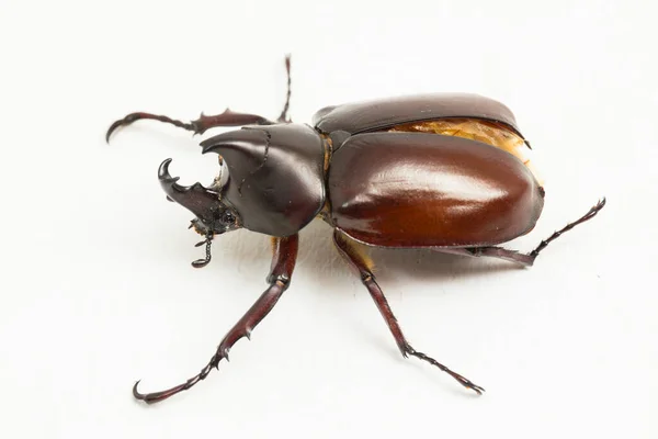 犀牛甲虫 Rhinoceros Beetles Xylotrupes Australicus 在白色背景下被分离 — 图库照片