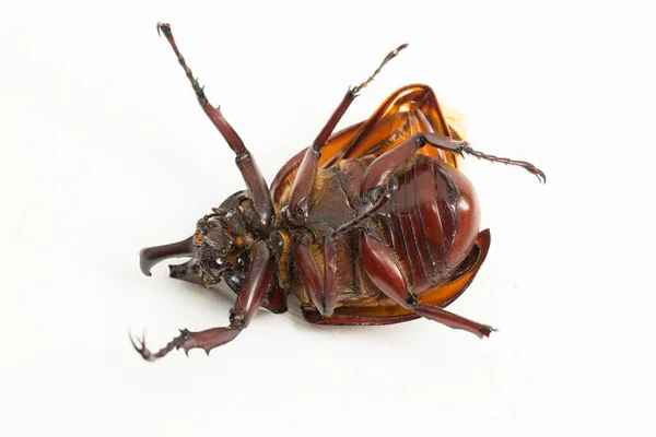 Escarabajos Rinocerontes Xylotrupes Australicus Aislados Sobre Fondo Blanco —  Fotos de Stock