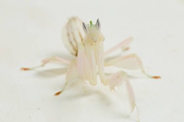 Orkide dua eden peygamber devesi hymenopus coronatus beyaz arkaplanda izole edilmiş.