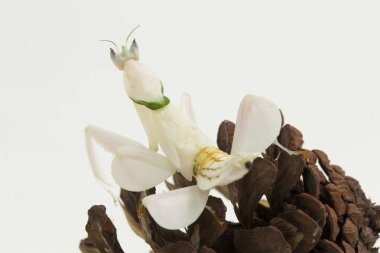 Orkide dua eden peygamber devesi hymenopus coronatus beyaz arkaplanda izole edilmiş.
