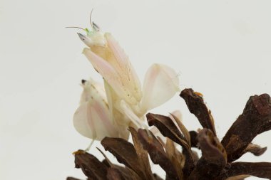 Orkide dua eden peygamber devesi hymenopus coronatus beyaz arkaplanda izole edilmiş.