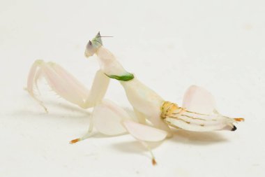 Orkide dua eden peygamber devesi hymenopus coronatus beyaz arkaplanda izole edilmiş.