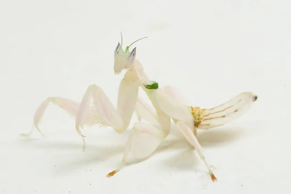 Orchid Praying Mantis Hymenopus Coronatus Isolated White Background — Stock Photo, Image