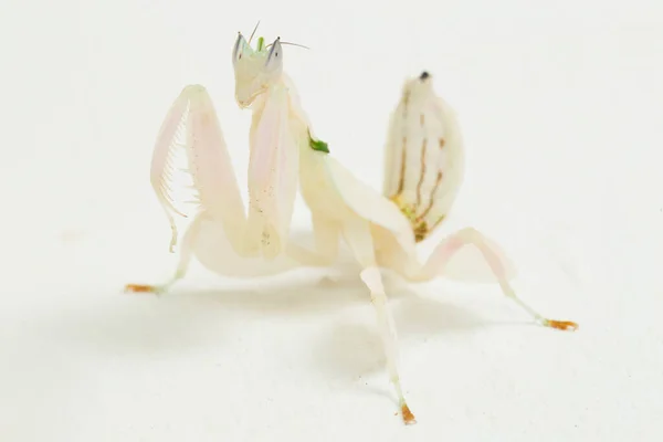 Орхідея Молиться Гіменопус Коронату Ізольовані Білому Тлі — стокове фото