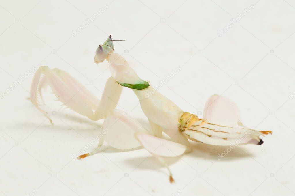 orchid praying mantis hymenopus coronatus isolated on white background