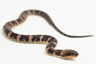 Kabarık suratlı su yılanı homalopsis buccccata beyaz arka planda izole